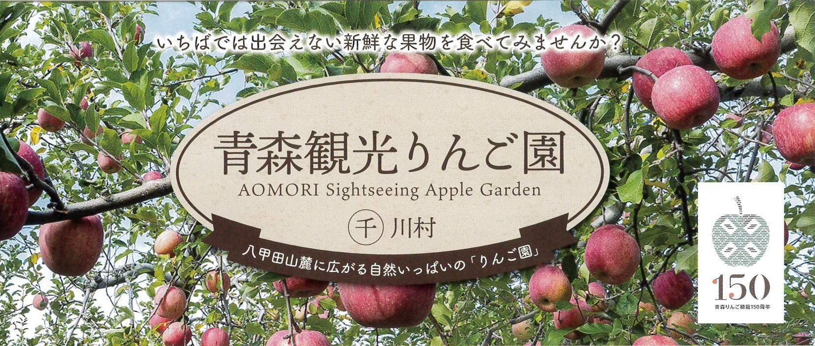赤いりんごに囲まれた青森観光りんご園まるせん川村の案内看板